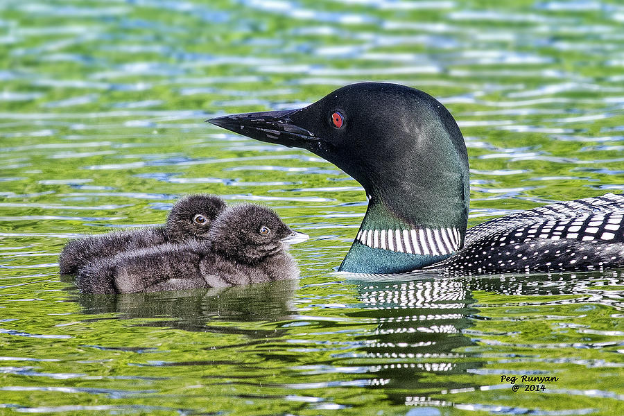 Loon and Two Chicks Photograph by Peg Runyan