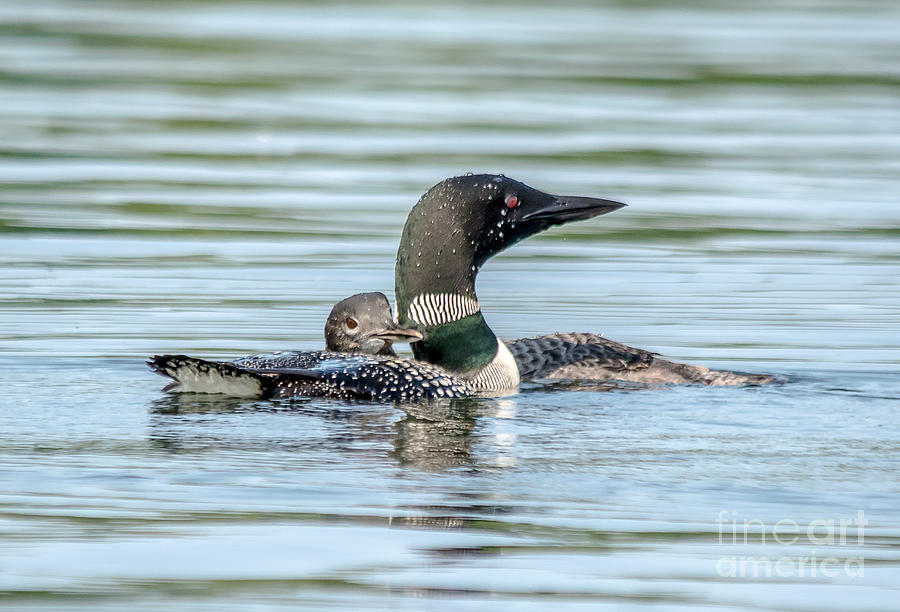 Loon and Young Photograph by Cheryl Baxter
