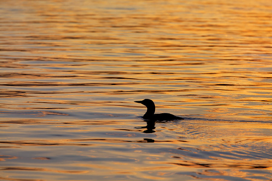 Loon at Sunset 6958 Photograph by Jeff Grabert - Fine Art America