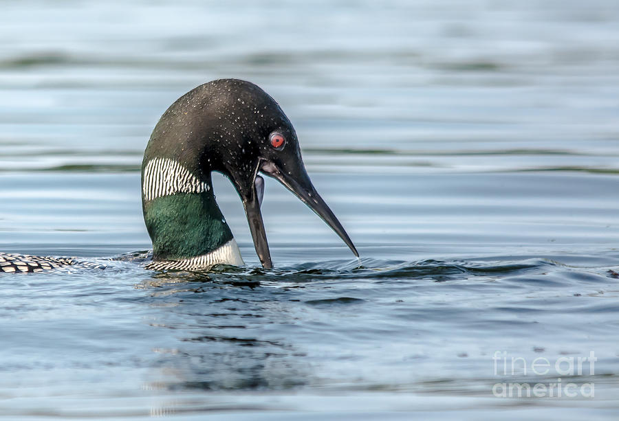 Loon Attack Photograph by Cheryl Baxter