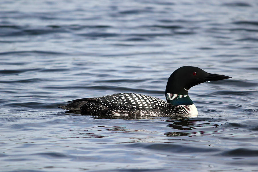 Loon Photograph by Brook Burling