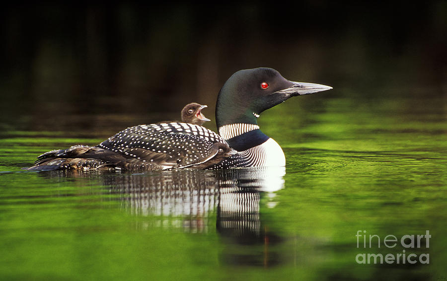 Loon Carrying TWO Chicks Photograph by Jim Block