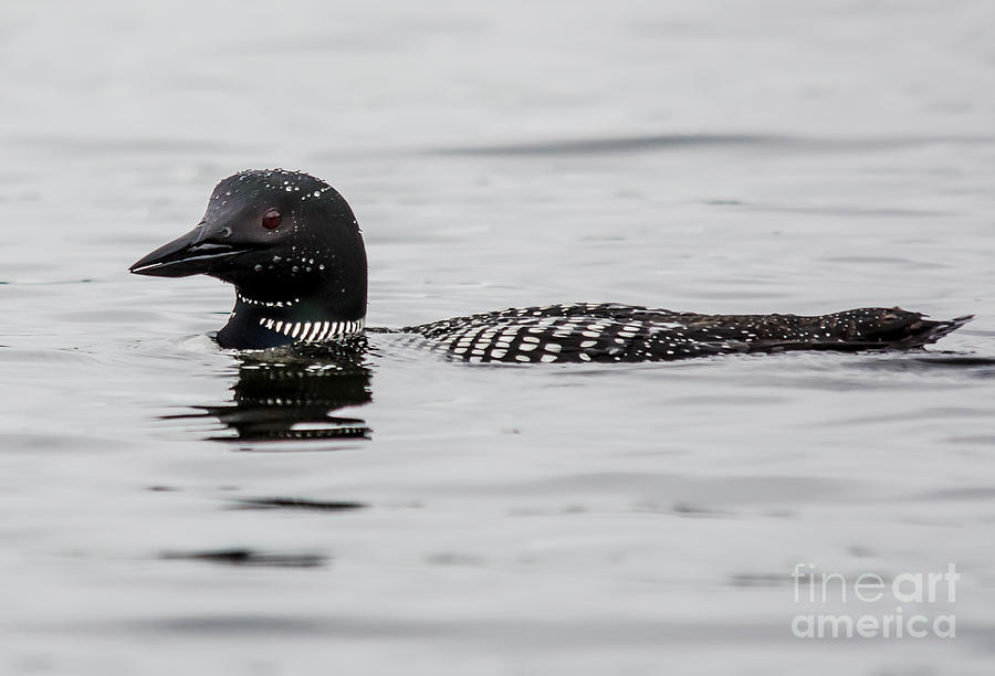 Loon Photograph by Cheryl Baxter