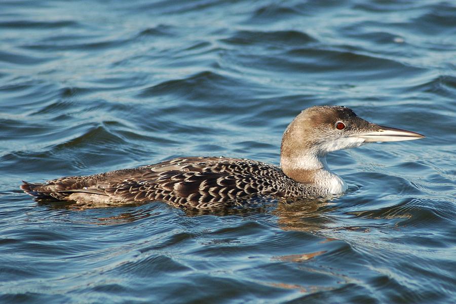 Loon Chick 44 Photograph by Bear Paw Resort Photography