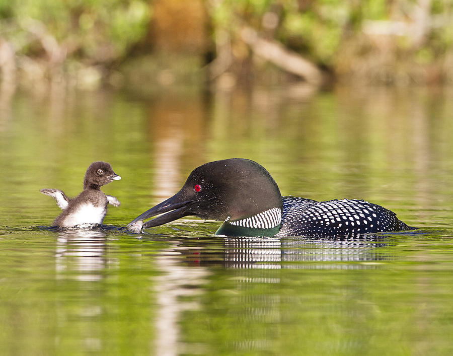 Loon Chick Excited for Breakfast Photograph by John Vose