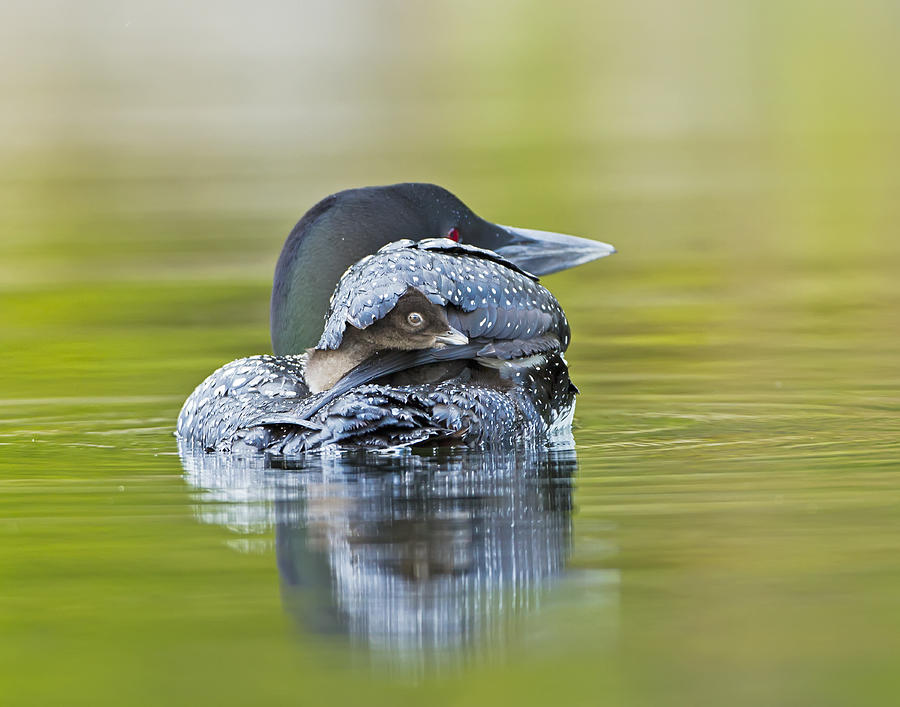 Loon Chick- Feather Hat Photograph by John Vose