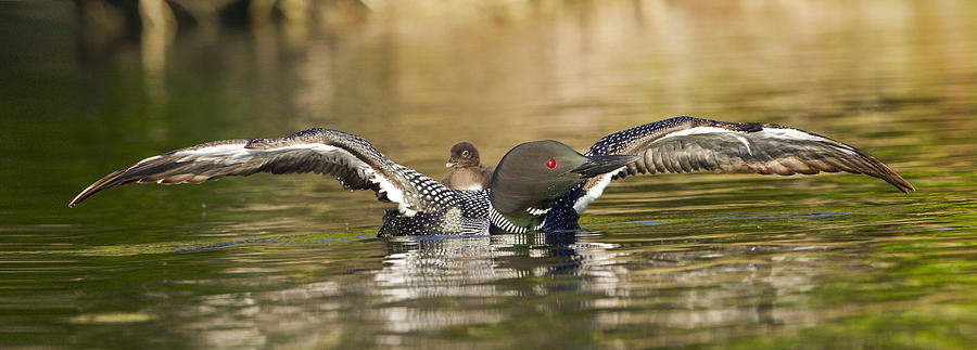 Loon Chick Hold On Photograph by John Vose