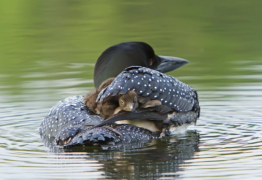 Wildlife Photograph - Loon Chick - Peek a Boo by John Vose
