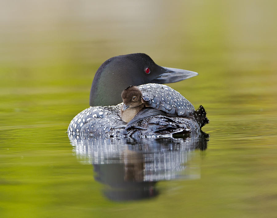 Loon Chick Resting on Parents Back Photograph by John Vose