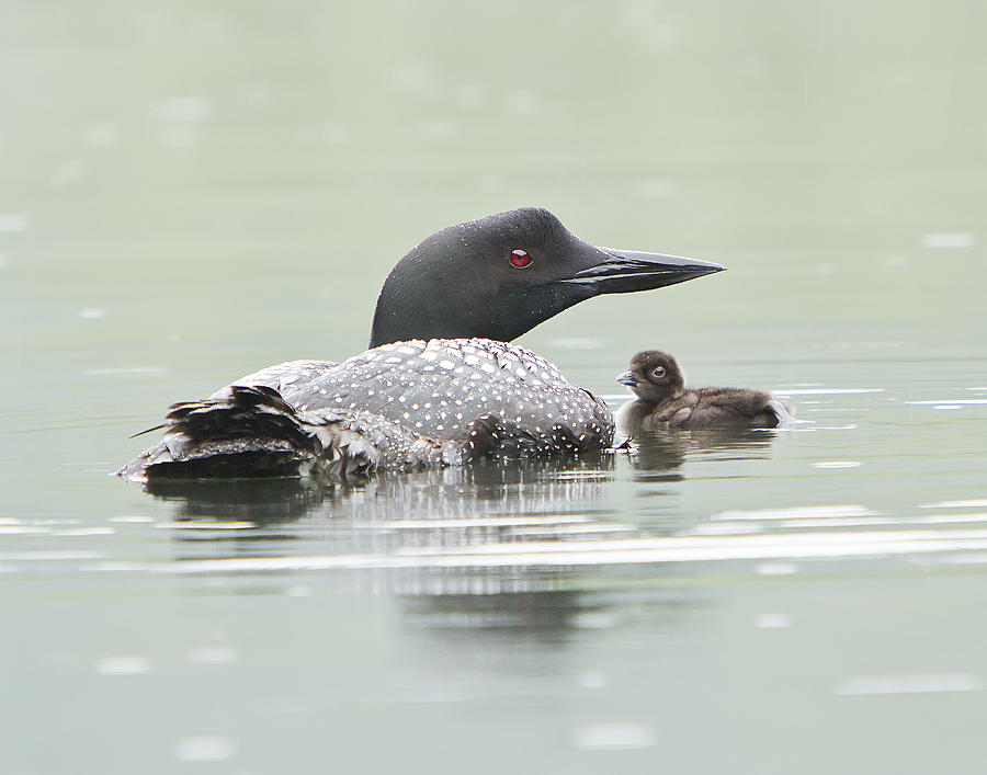 Loon Chick Sticks Close to Parent Photograph by John Vose