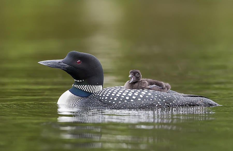 Loon Photograph - Loon Chick Yawn by John Vose