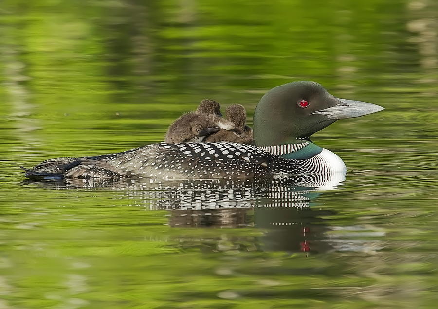 Loon Chicks - Best Buddies Photograph by John Vose