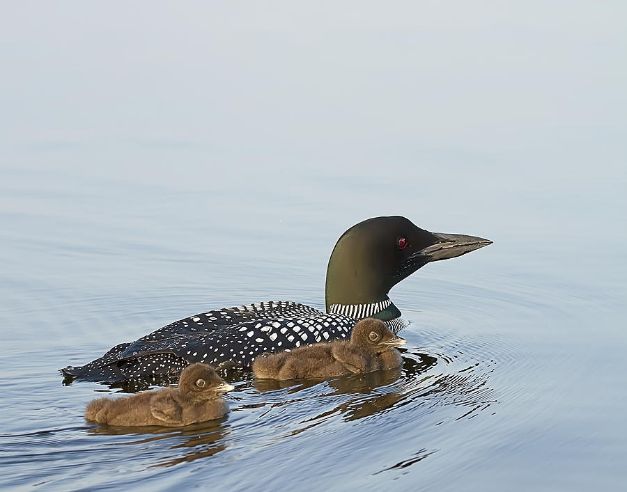 Loon Chicks Cruising with Mom Photograph by John Vose