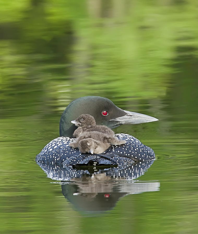 Loon Chicks -  Nap Time Photograph by John Vose