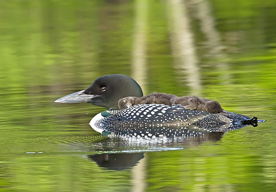 Loon Family Nap Time Photograph by John Vose