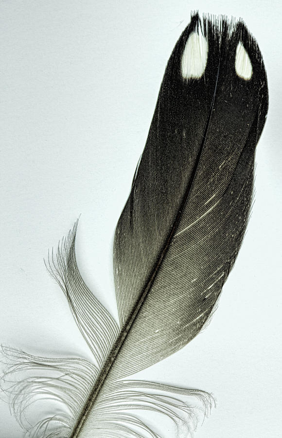 Loon feather Photograph by John Crothers