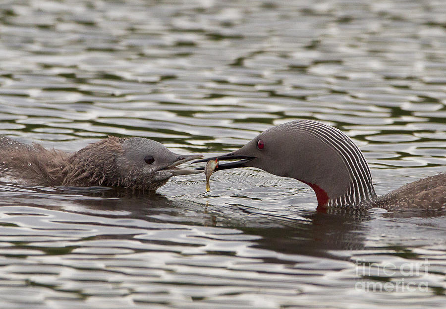 Loon Photograph - Loon Feeding Chick by Dr. Hinrich Bsemann
