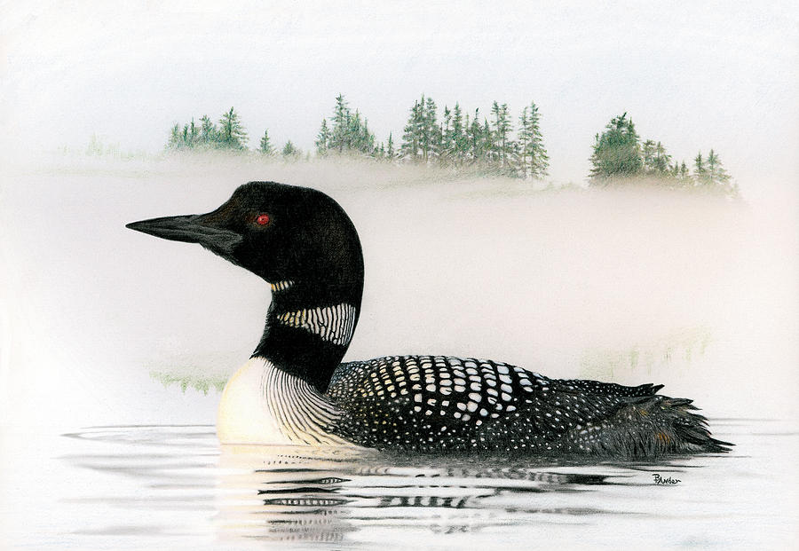 Loon in Fog Drawing by Brent Ander Fine Art America