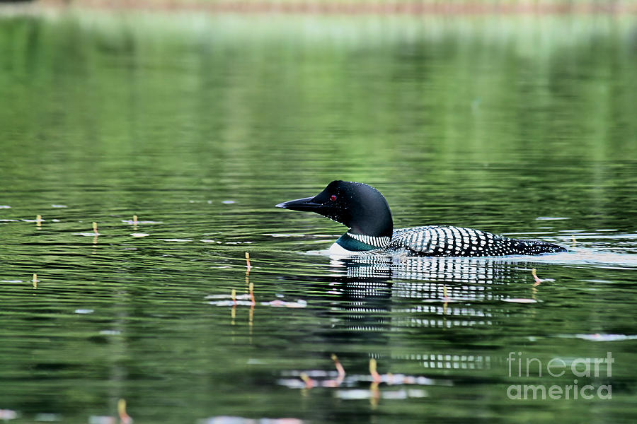 Loon in the Morning Photograph by Stan Reckard