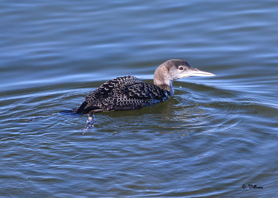 Loon in the water Photograph by Dan Williams