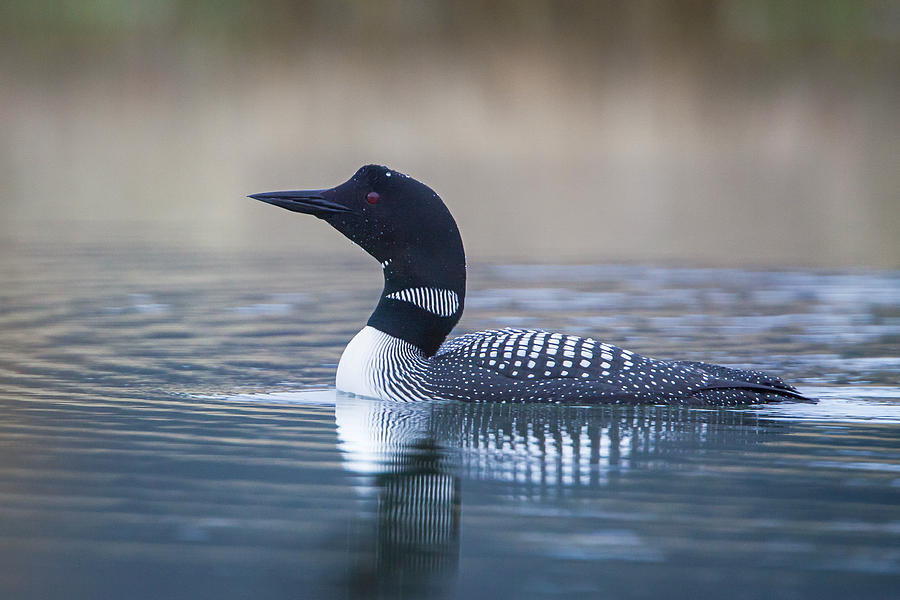 Loon Photograph by Jack Bell