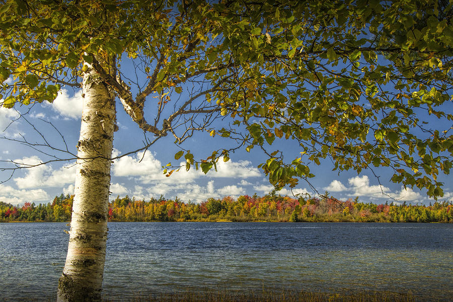 Loon Lake in Autumn with White Birch Tree Photograph by Randall Nyhof