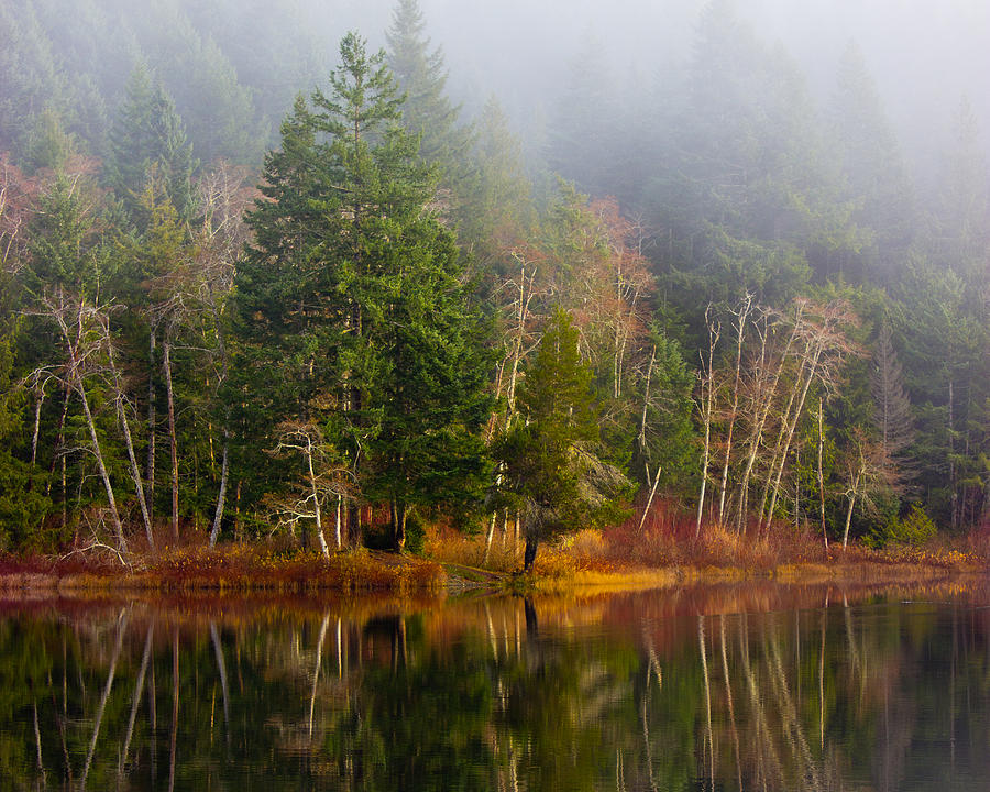 Tree Photograph - Loon Lake by Randy Hall