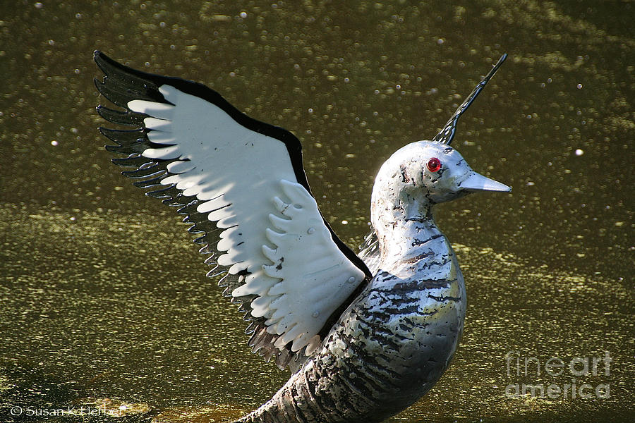 Loon Lift Off Photograph by Susan Herber