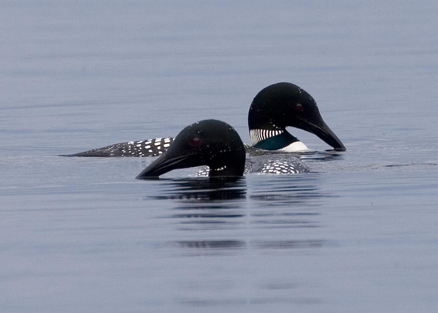 Loon Love Photograph by Brent L Ander