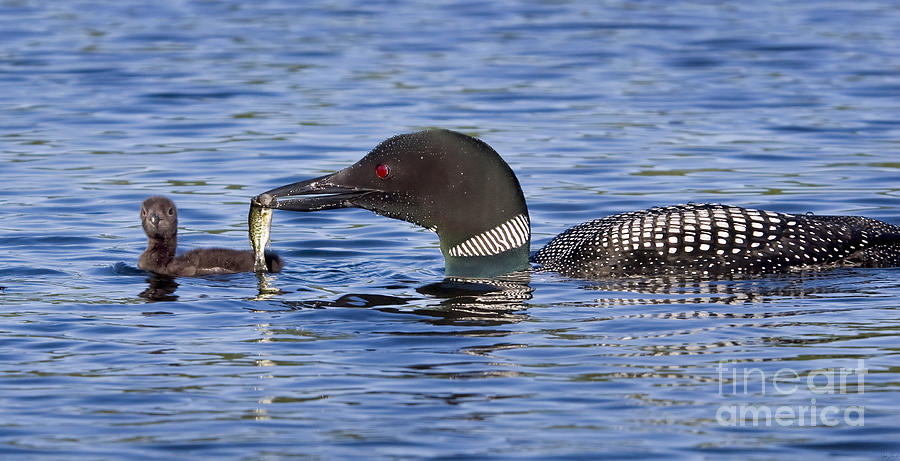 Bird Photograph - Loon Offers Fish to Chick by Jim Block