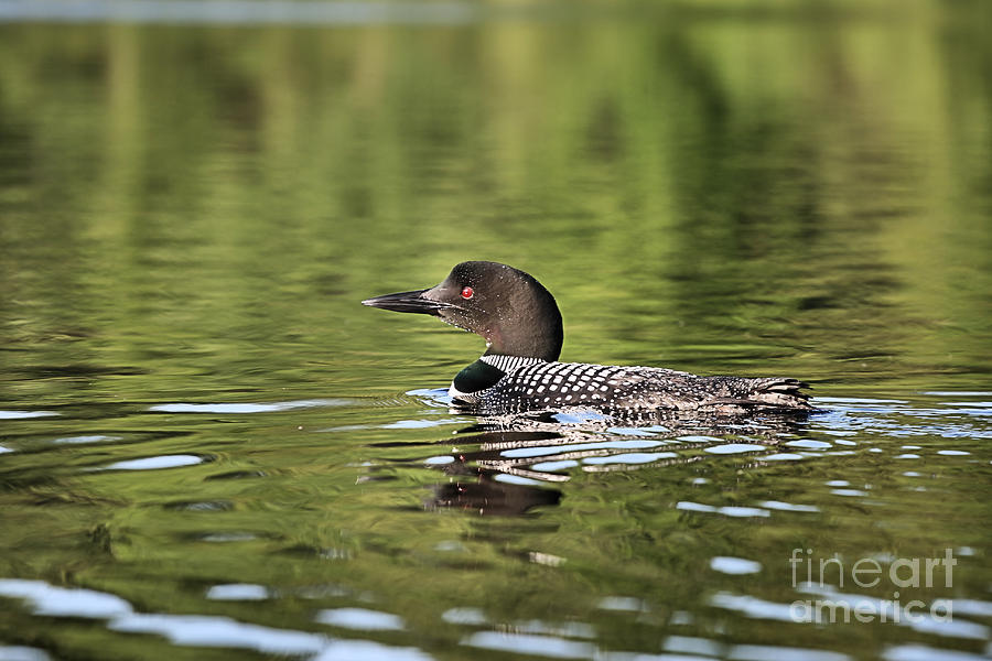 Loon on a Lake Photograph by Stan Reckard