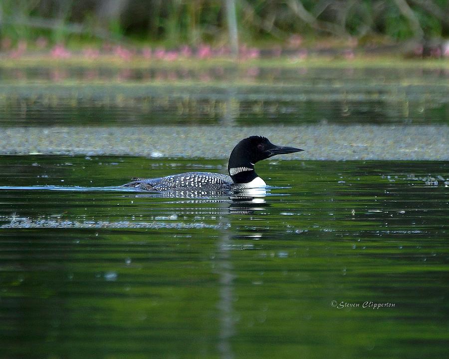 Loon on Indian Lake Photograph by Steven Clipperton