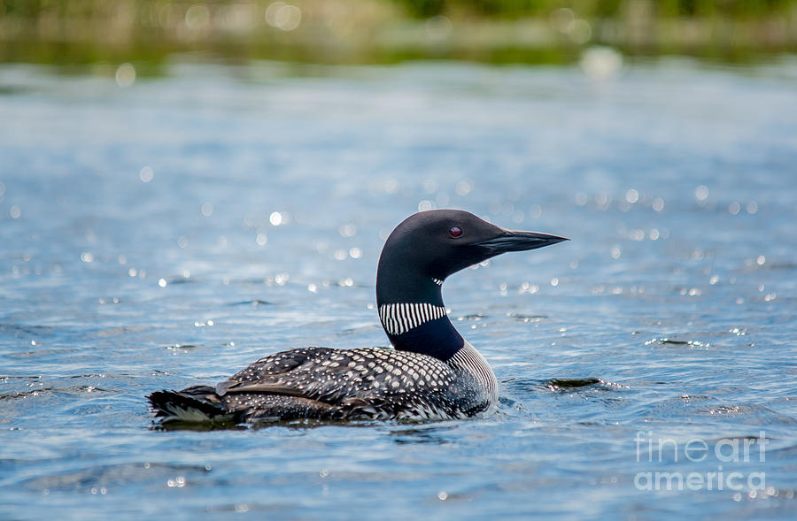 Loon on Sparkles Photograph by Cheryl Baxter
