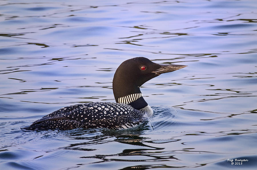 Loon on the Lake Photograph by Peg Runyan