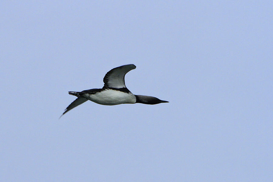 Loon on the Wing Photograph by Shoal Hollingsworth