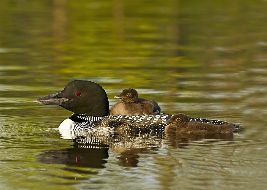 Loon Parent with Two Chicks Photograph by John Vose