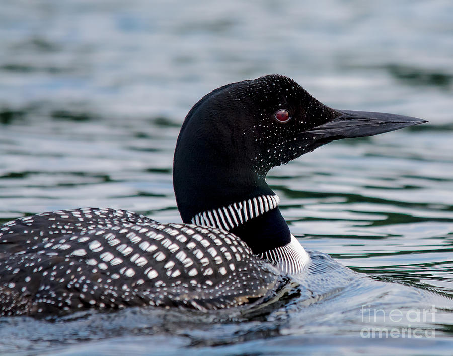 Loon Profile Photograph by Cheryl Baxter