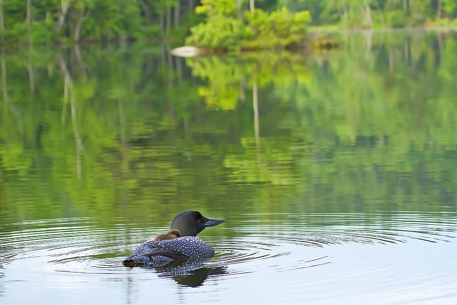 Loon Solitude Photograph by John Vose
