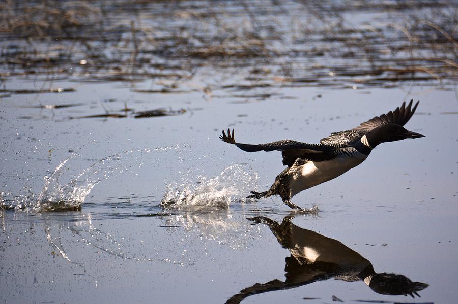 Loon Taking Off 2 Photograph by Bear Paw Resort Photography