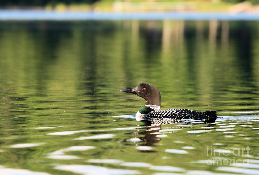 Loon Up Close Photograph by Stan Reckard