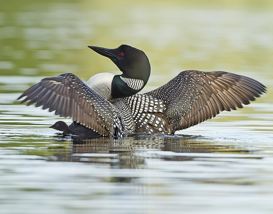 Loon Wing Spread with Chick Photograph by John Vose
