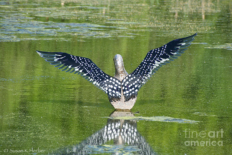 Loon Wings Photograph by Susan Herber