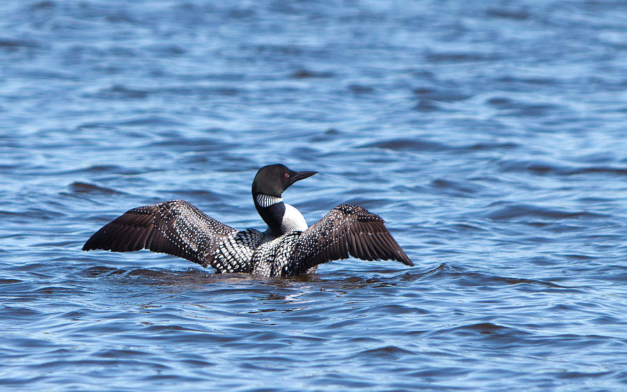 Loon Wingspan Photograph by Patti Deters - Pixels