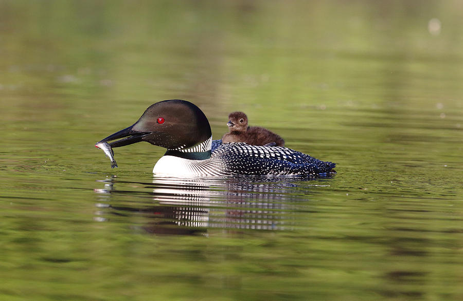 Loon With Breakfast Photograph by Duane Cross