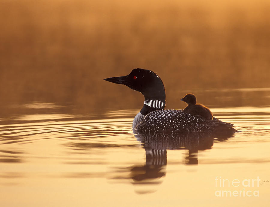 Loon with Chick at Dawn Photograph by Jim Block