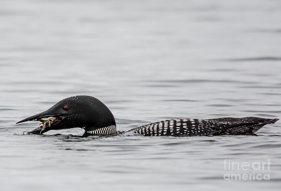 Loon with Lunch Photograph by Cheryl Baxter