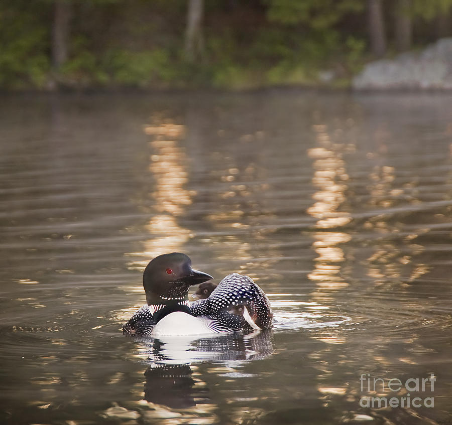 Bird Photograph - Loon with Two Chicks at Dawn by Jim Block