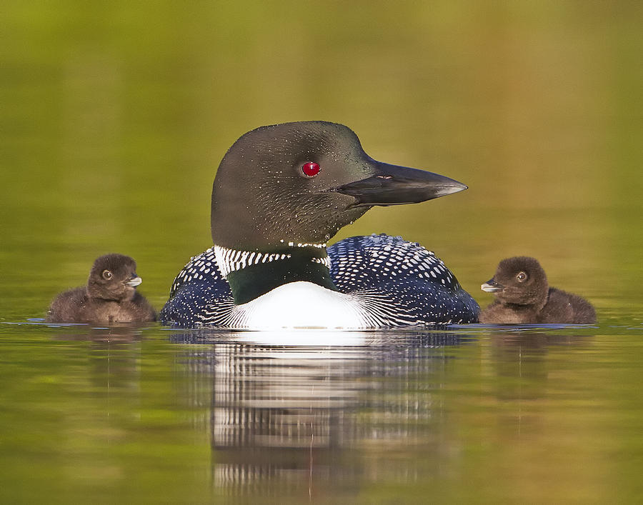 Wildlife Photograph - Loon with Two Chicks by John Vose