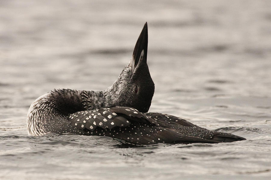 Loon Yoga Photograph by Brent L Ander