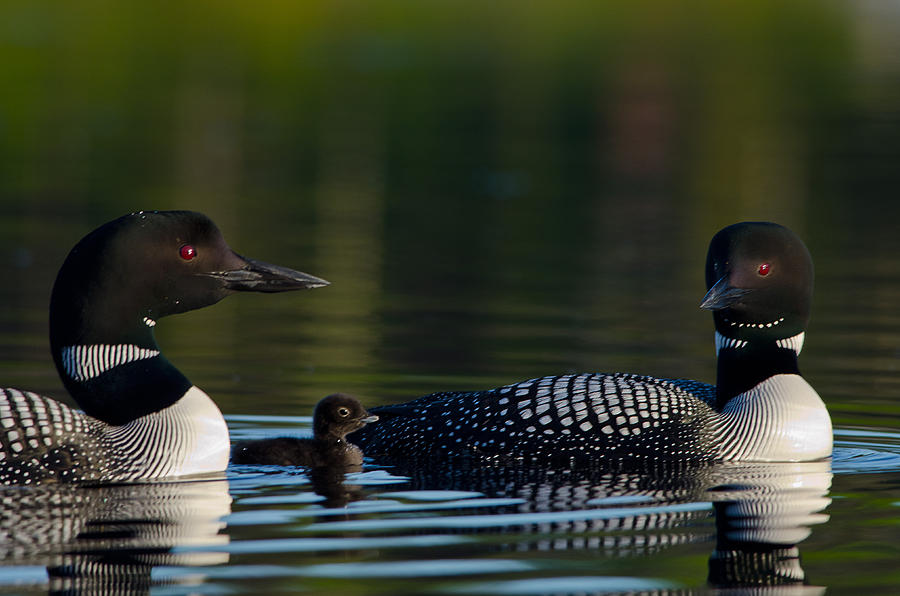 Loon Photograph - Loons With Chick by Thomas And Pat Leeson